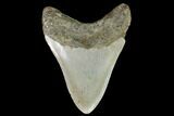 Fossil Megalodon Tooth - North Carolina #98991-2